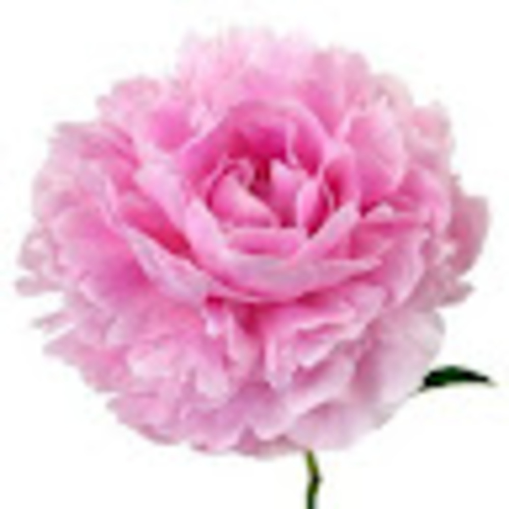 Meet your Posher, Marsha